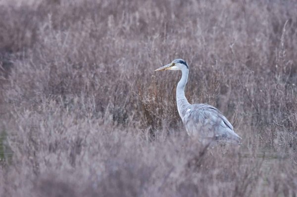 What are the Considerations for Building Eco-Friendly Homes in Cold Weather Regions?